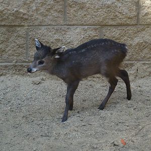 Tufted Deer fawn