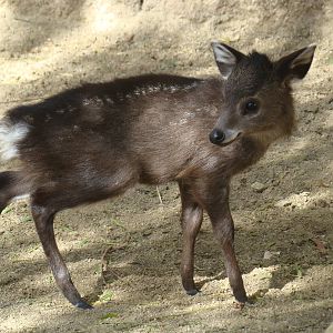 Tufted Deer fawn