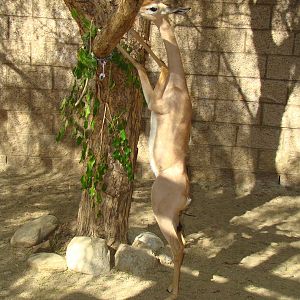 Gerenuk