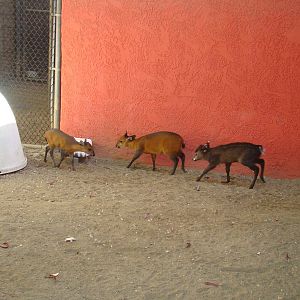 Tufted Deer fawn and Red-flanked Duiker calves