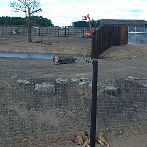 Lion Enclosure