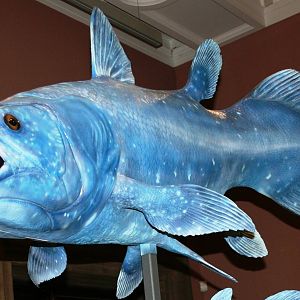 Coelacanth; Kelvingrove Museum, Glasgow; May 2009