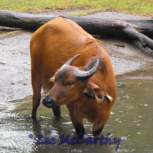 Congo Buffalo