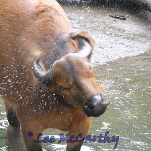 Congo Buffalo