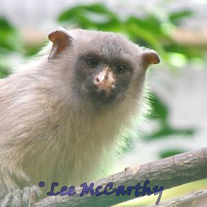 Black Tailed Marmoset