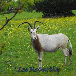 Schimitar Horned Oryx