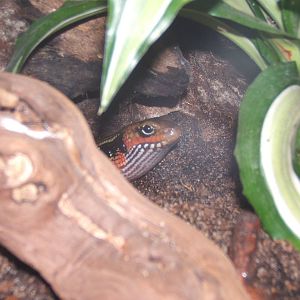 Fernand`s Skink(Mochlus fernandi)