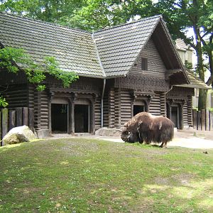 Musk Ox and house