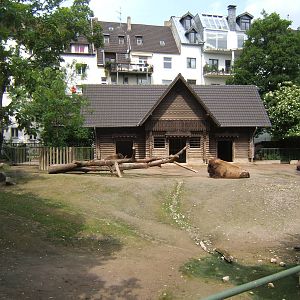 American Bison and house