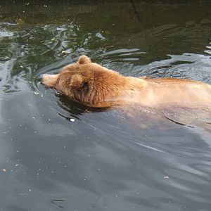 Grizzly Bear swimmimng