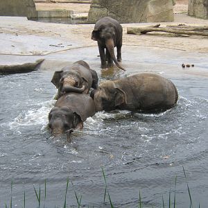 Asian Elephants in water