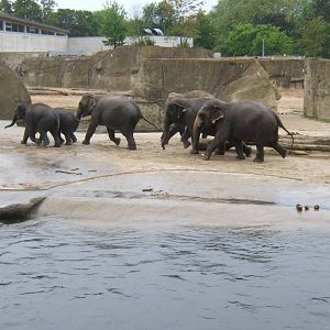 Asian Elephants