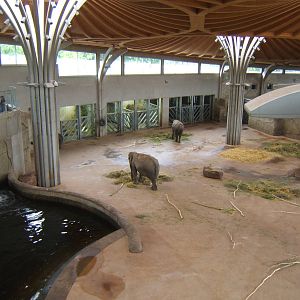 Inside the Elephant House