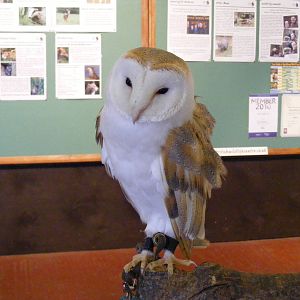 Milo the barn owl at British Wildlife Centre, 29 May 2010