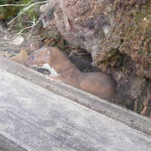 Weasel at British Wildlife Centre, 29 May 2010