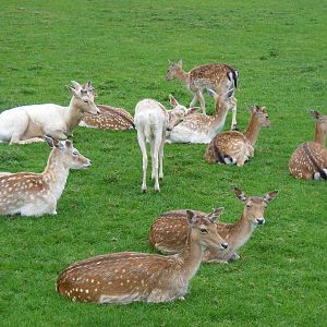 Fallow deer at British Wildlife Centre, 29 May 2010