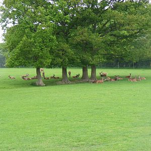 Red deer at British Wildlife Centre, 29 May 2010