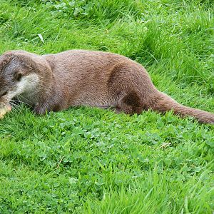 European otter at British Wildlife Centre, 29 May 2010
