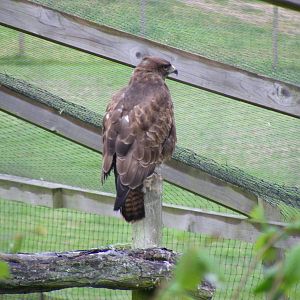 Buzzard at British Wildlife Centre, 29 May 2010