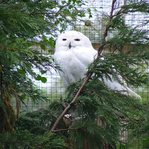 Snowy owl at British Wildlife Centre, 29 May 2010