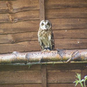 Short-eared owl at British Wildlife Centre, 29 May 2010