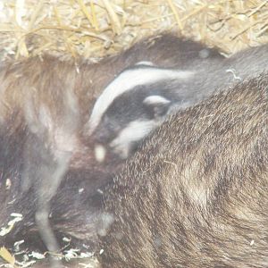 Badger cub at British Wildlife Centre, 29 May 2010