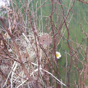 Harvest mice at British Wildlife Centre, 29 May 2010