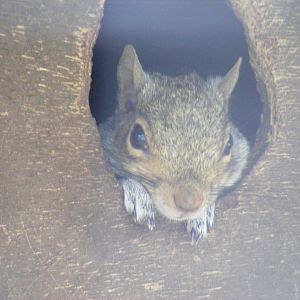 Grey squirrel at British Wildlife Centre, 29 May 2010