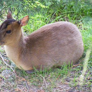 Muntjac deer at British Wildlife Centre, 29 May 2010