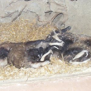 Badgers at British Wildlife Centre, 29 May 2010