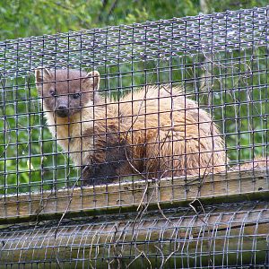 Pine marten at British Wildlife Centre, 29 May 2010
