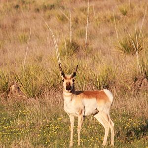 Pronghorn