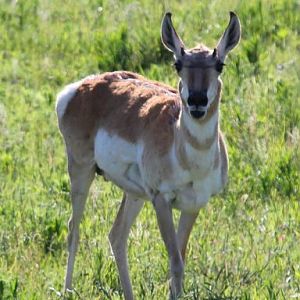 Pronghorn