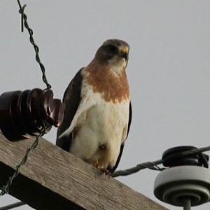 Red Tail Hawk