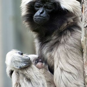 Pileated gibbon and baby
