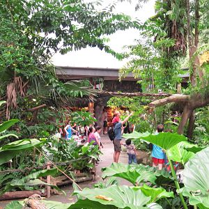 Rainforest Courtyard