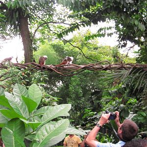 Rainforest Courtyard