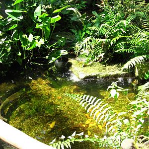 Rainforest Courtyard