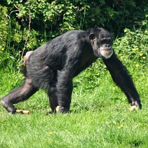 chimp