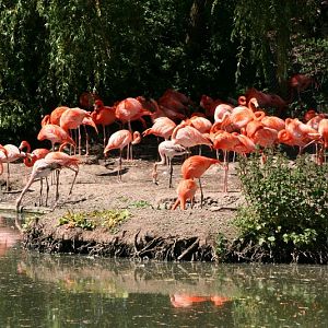 Flamingos