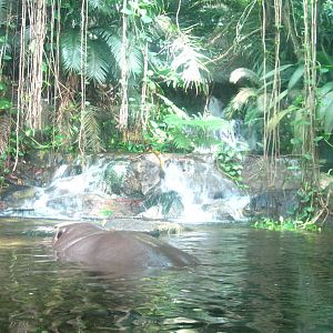 Pygmy Hippo