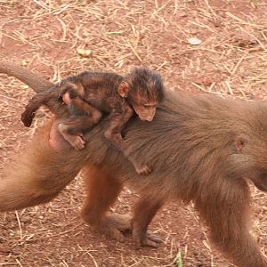 baboon and baby 19 May 2010