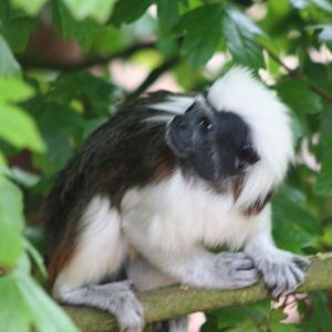 Capa monkey 19 May 2010