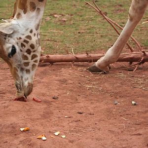 Girraffe 19 May 2010