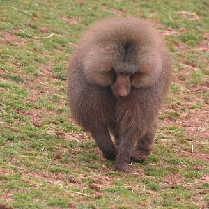 Male baboon 19 May 2010