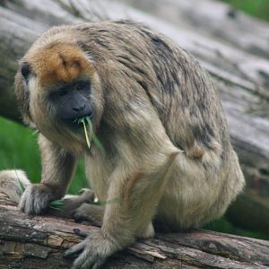 Smoking Monkey 19 May 2010