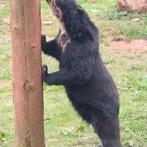 Spect Bear 19 May 2010