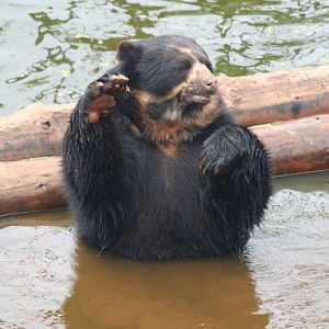 Spec Bear 19 May 2010