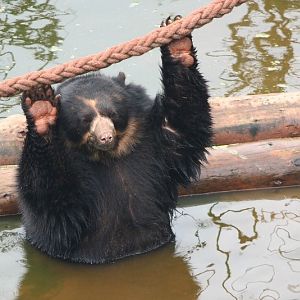 Spec Bear 19 May 2010