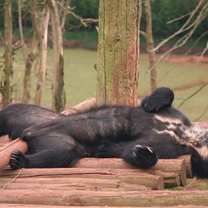 Spec bear 19 May 2010